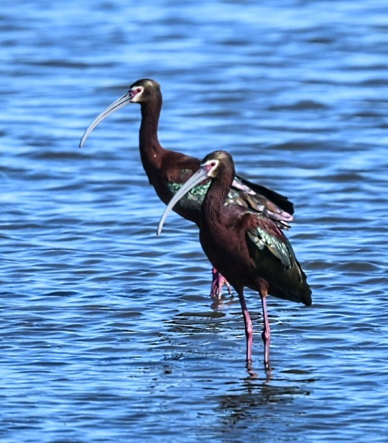 ibis americký - ML617715033