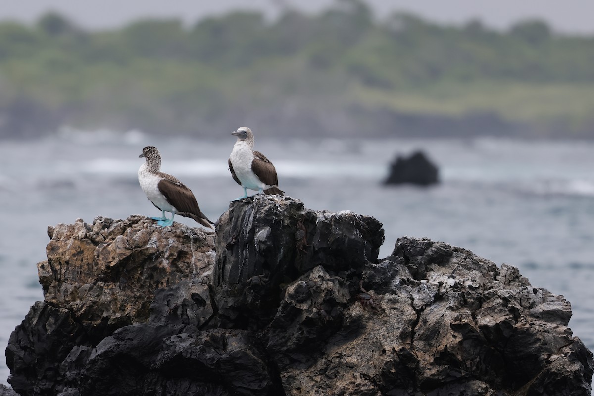 Blue-footed Booby - ML617715087