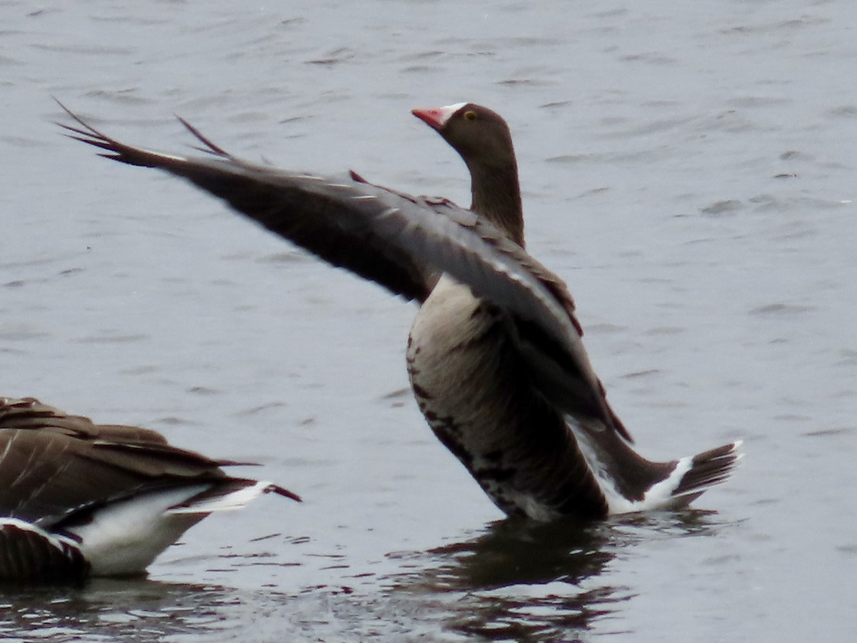 Lesser White-fronted Goose - ML617715127