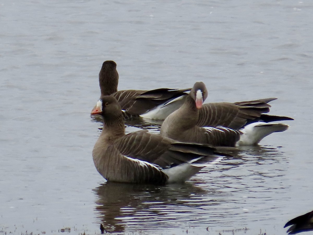 Lesser White-fronted Goose - ML617715128