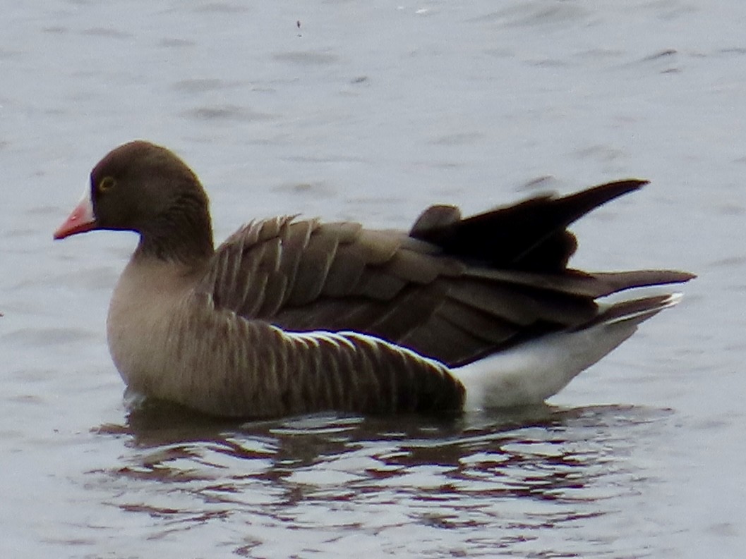 Lesser White-fronted Goose - ML617715129