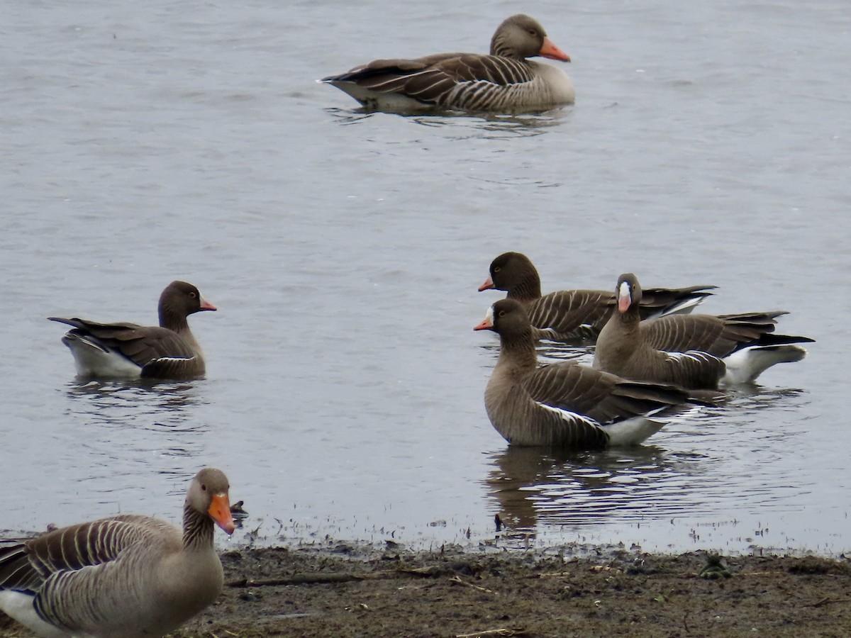 Lesser White-fronted Goose - ML617715130