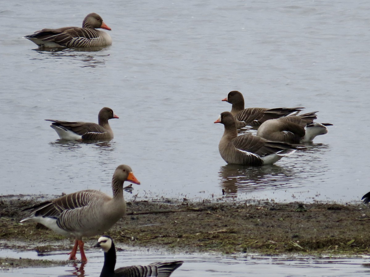 Lesser White-fronted Goose - ML617715131
