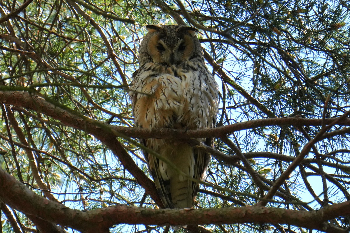 Long-eared Owl - ML617715138