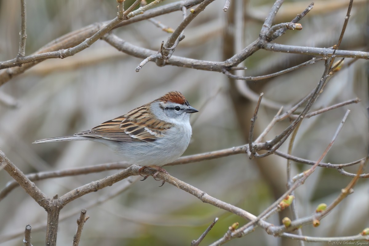 Chipping Sparrow - ML617715145