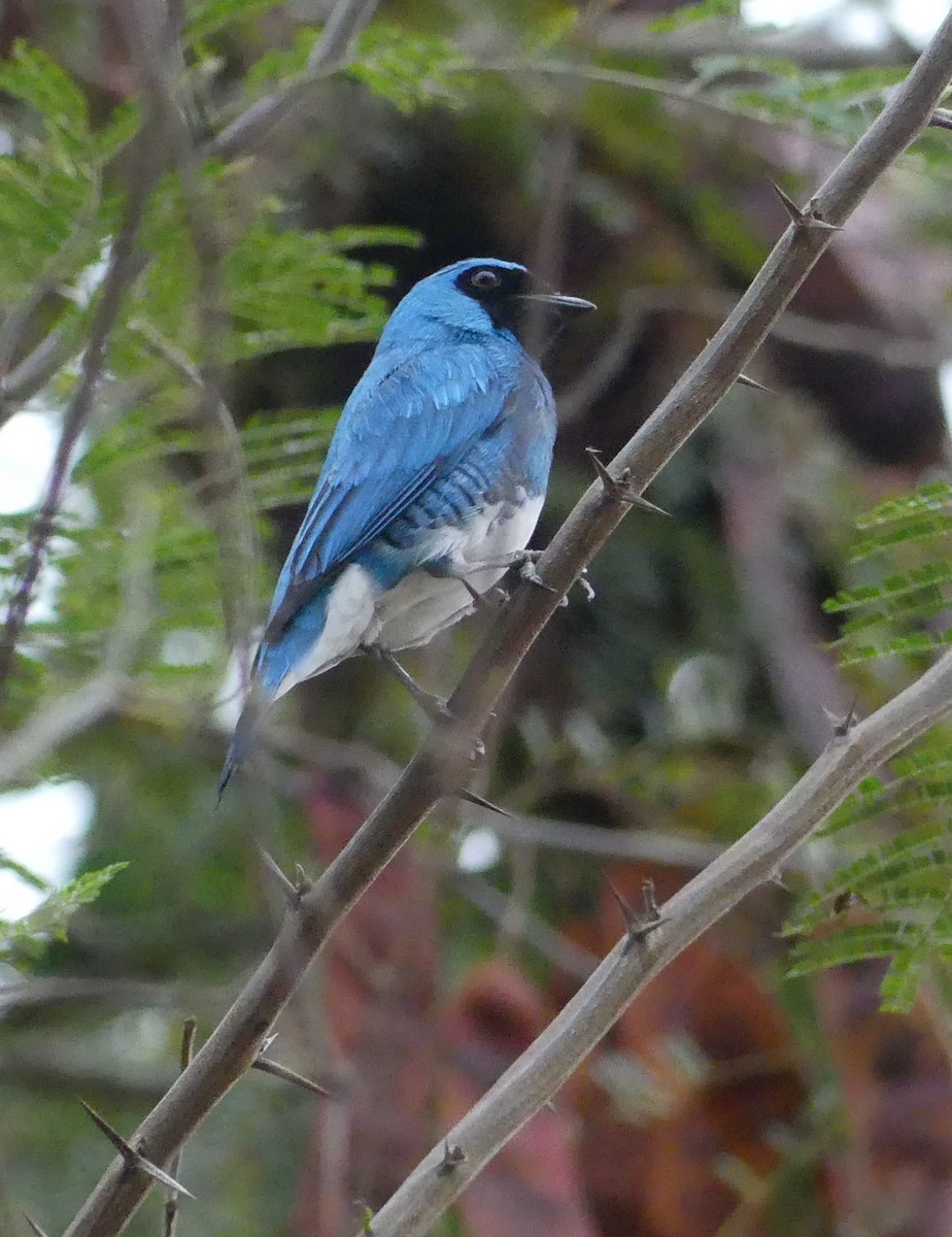 Swallow Tanager - ML617715173