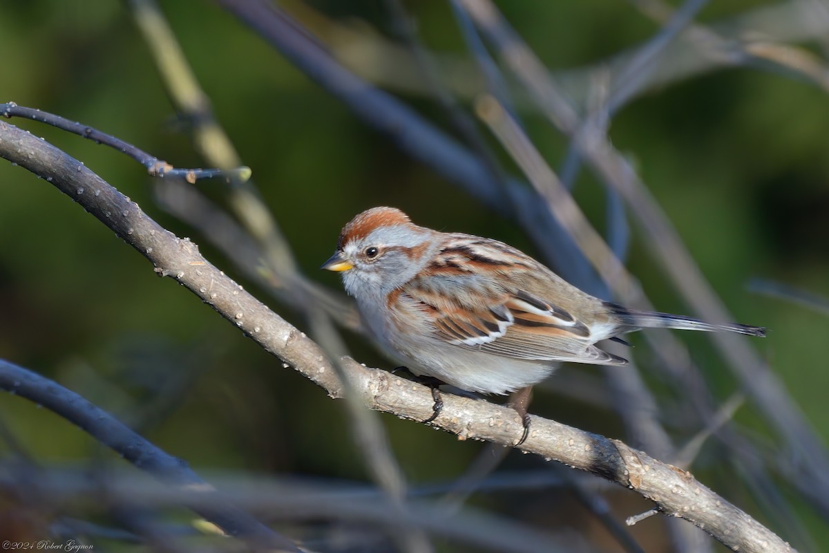 American Tree Sparrow - ML617715174