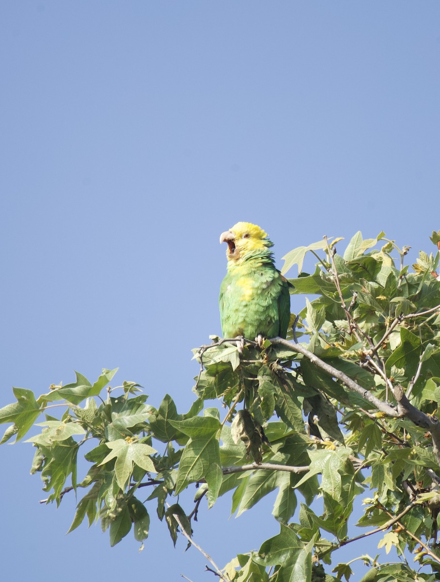Yellow-headed Parrot - ML617715176