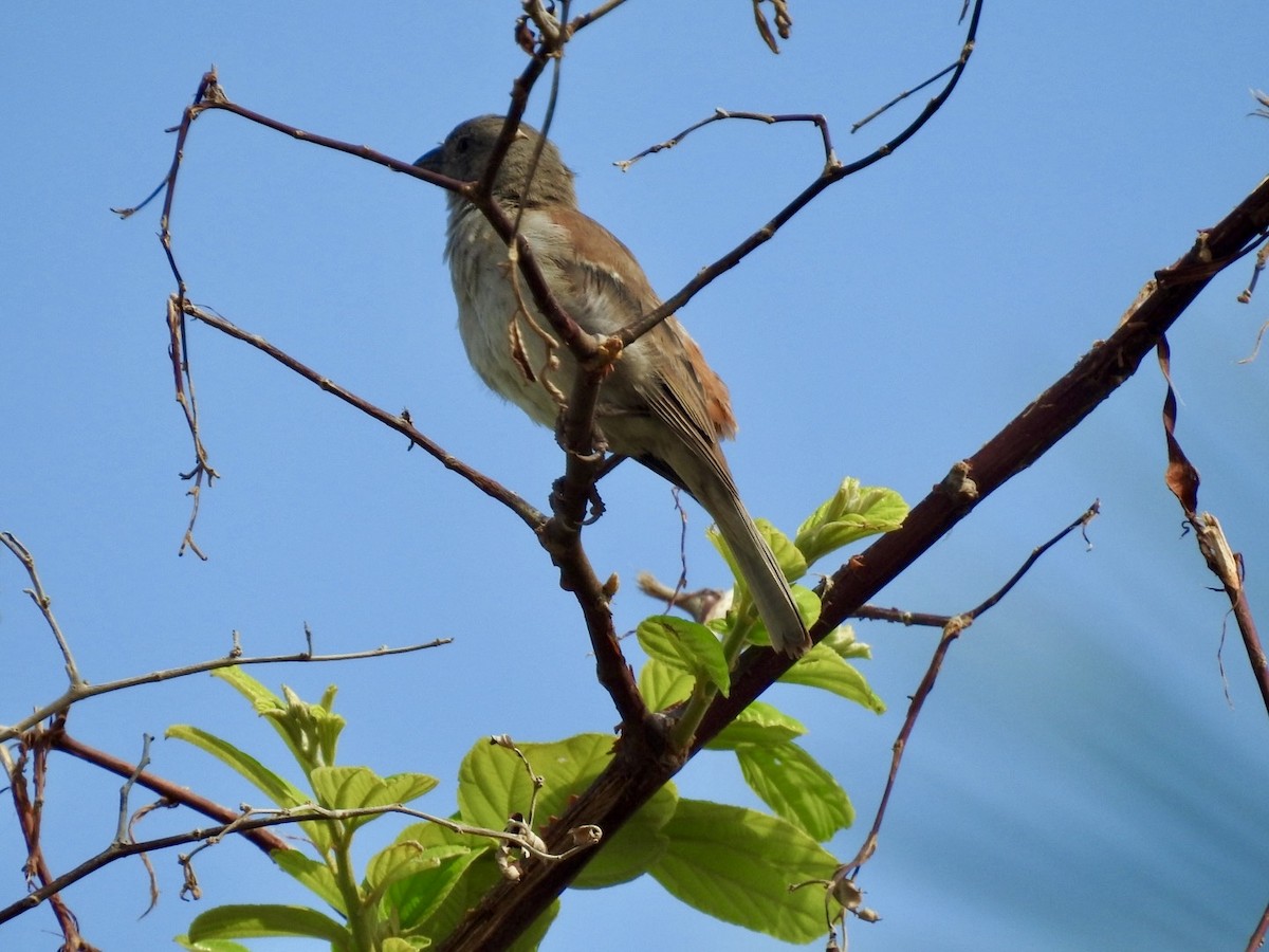 Southern Gray-headed Sparrow - ML617715199