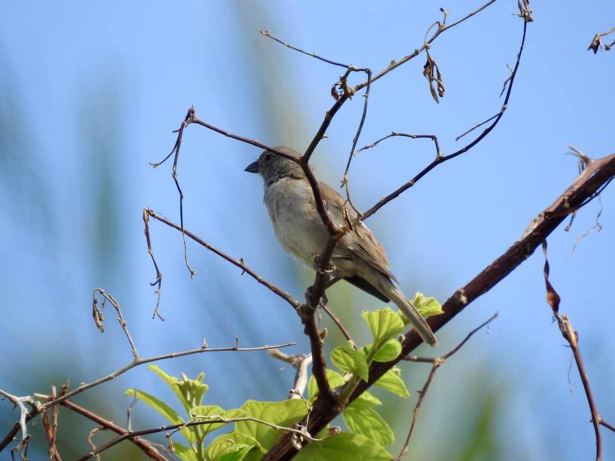Southern Gray-headed Sparrow - Nick Odio