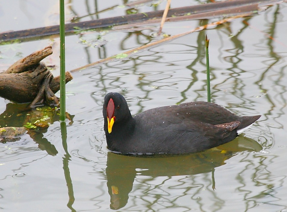 Red-fronted Coot - ML617715206