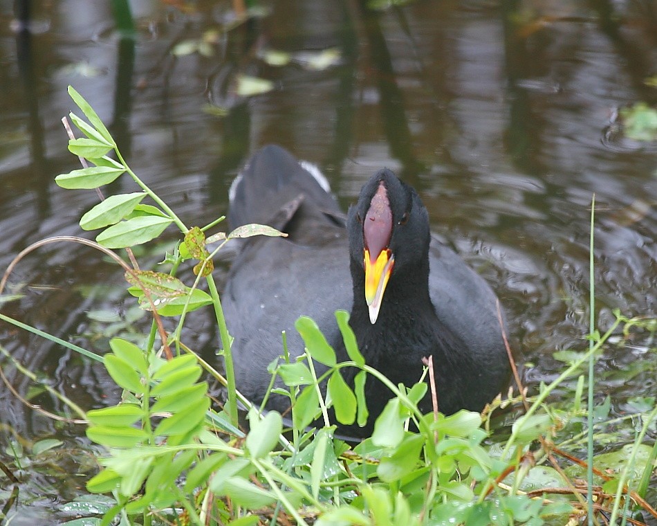 Red-fronted Coot - ML617715207