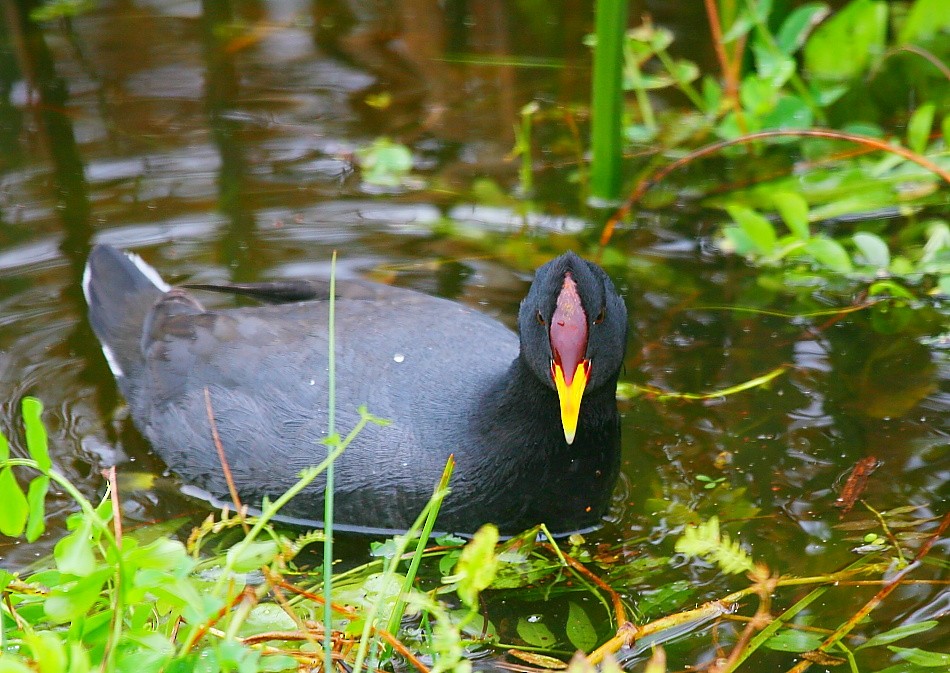 Red-fronted Coot - Pio Marshall