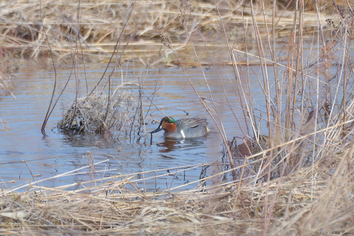 Green-winged Teal - ML617715224