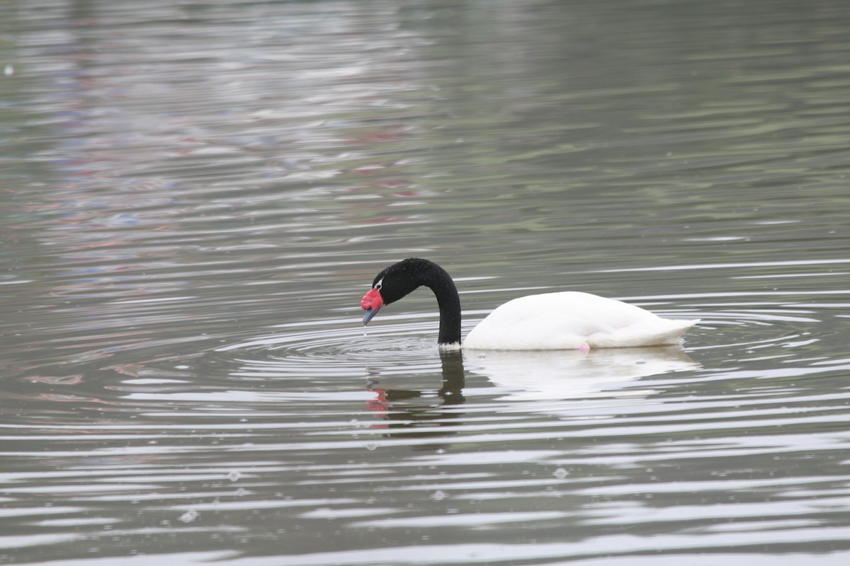 Black-necked Swan - ML617715240