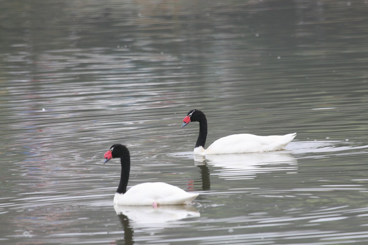 Black-necked Swan - ML617715241