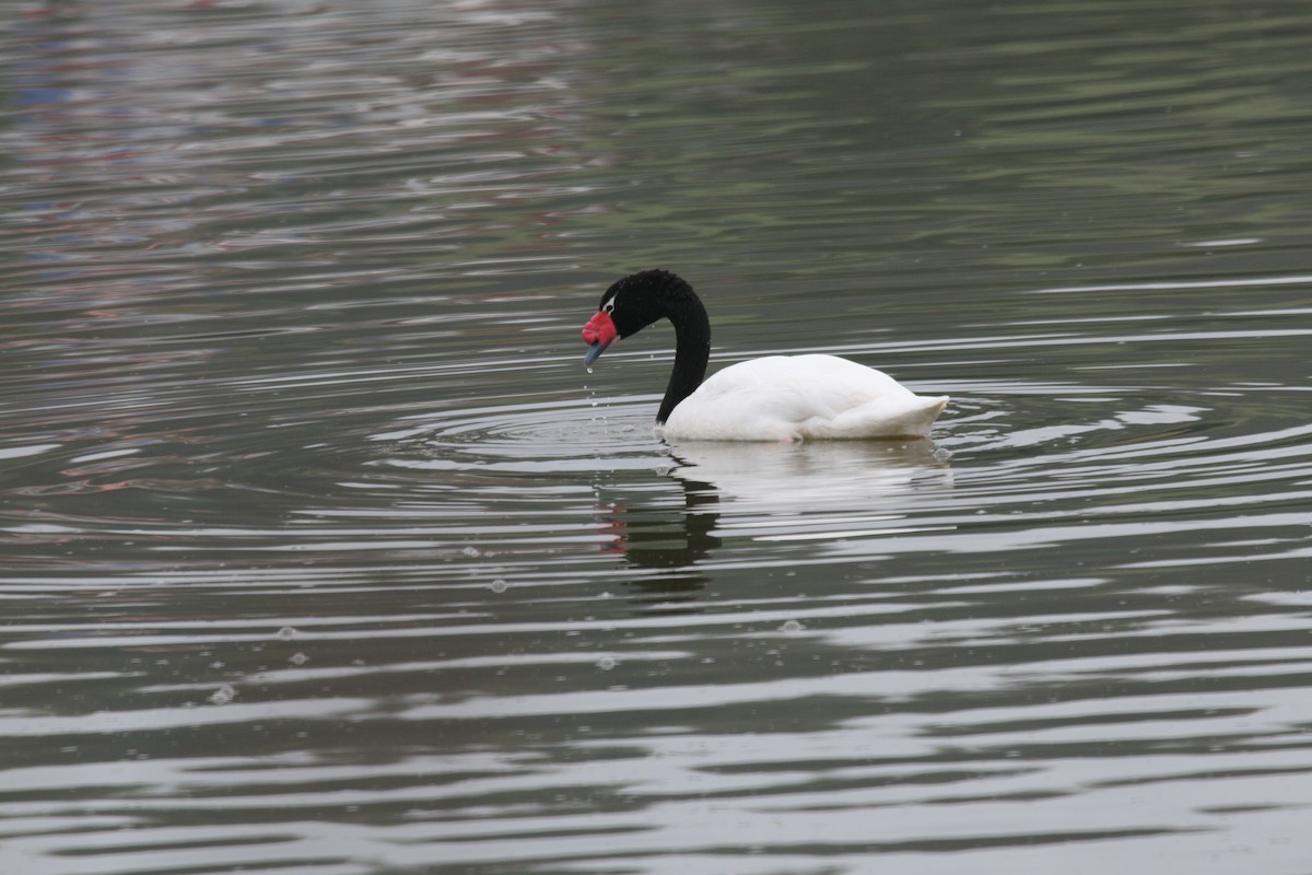 Black-necked Swan - ML617715242