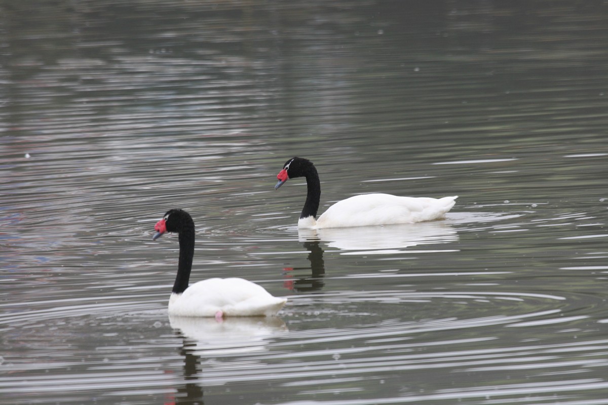 Black-necked Swan - ML617715243