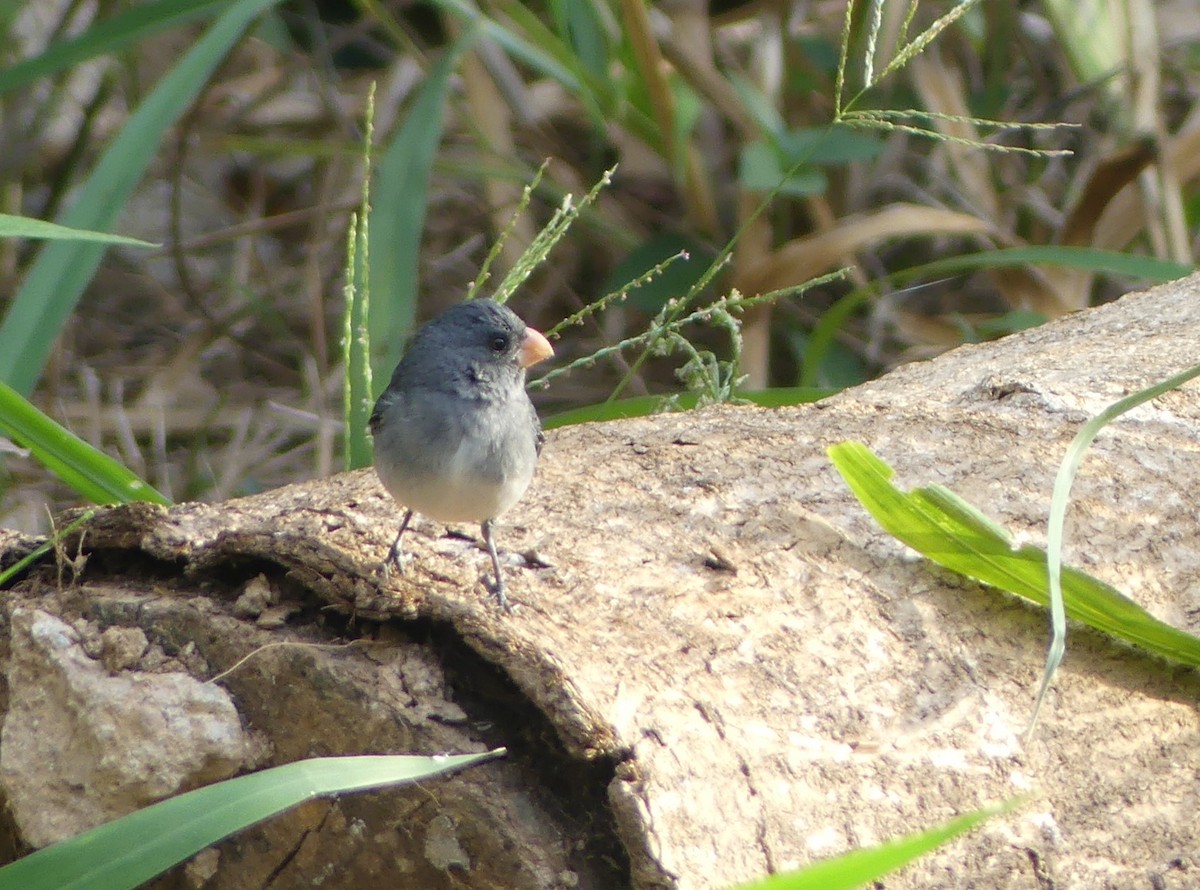 Gray Seedeater - ML617715276