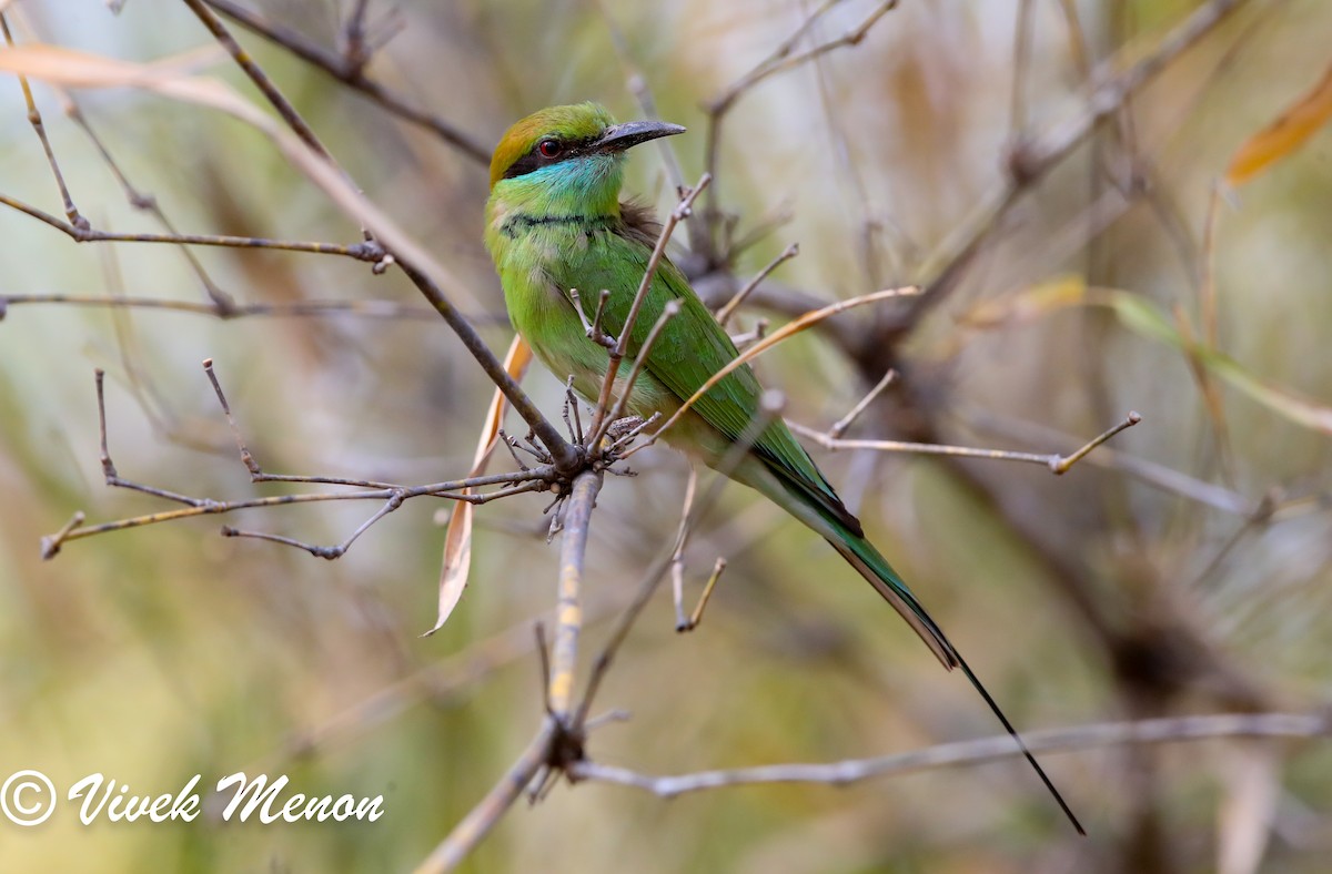Asian Green Bee-eater - ML617715290