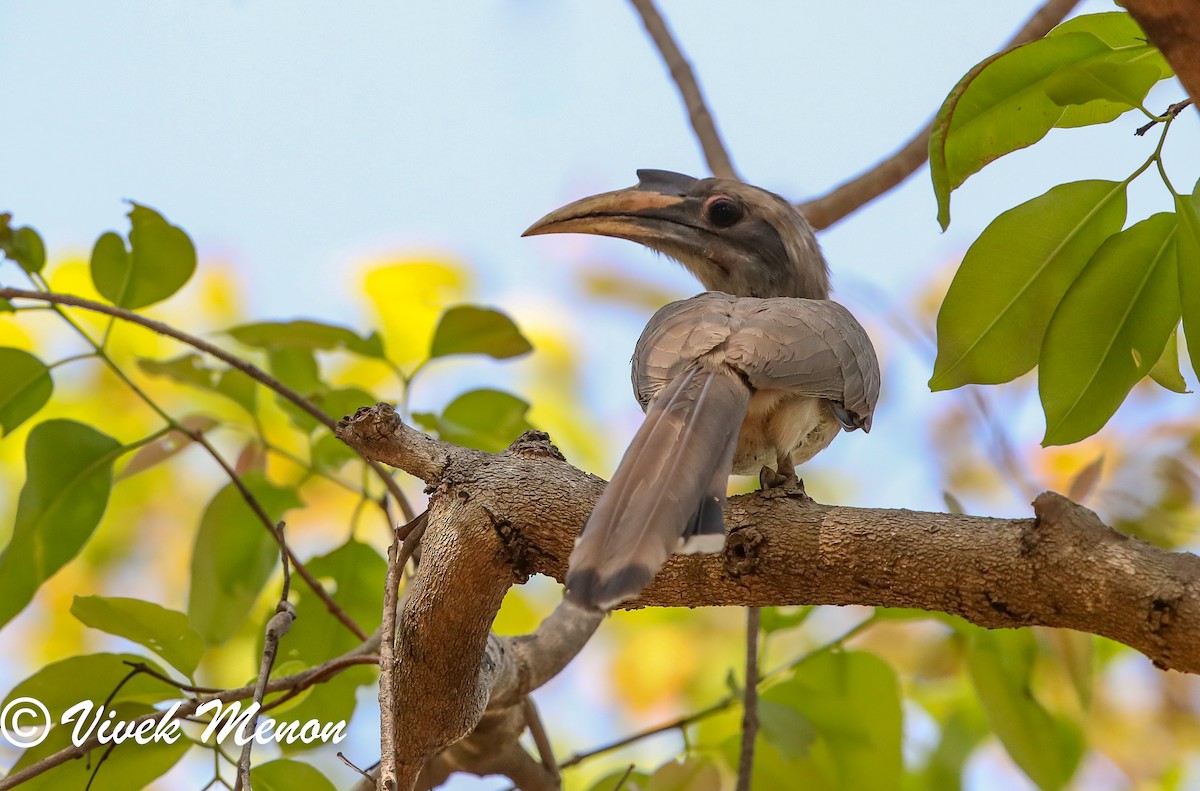 Indian Gray Hornbill - ML617715306