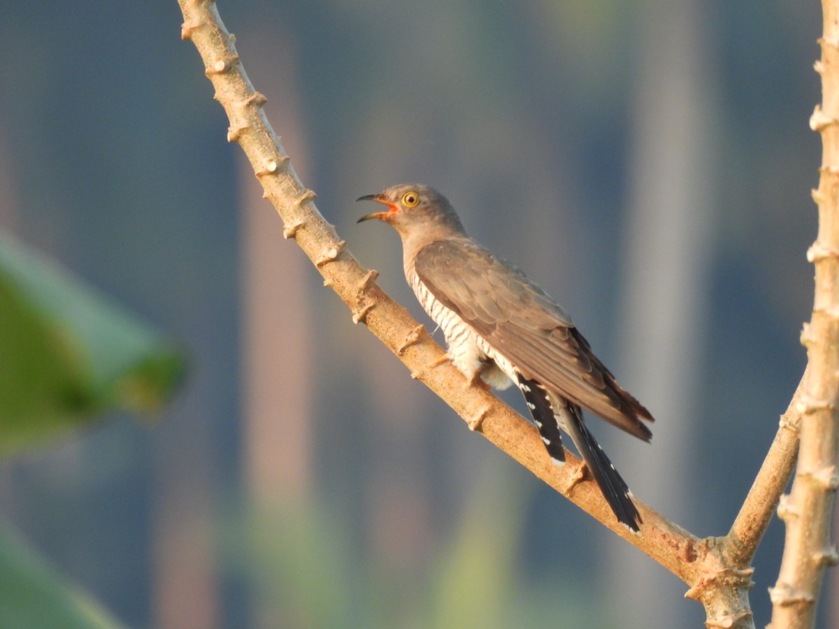 Common Cuckoo - shyamkumar puravankara