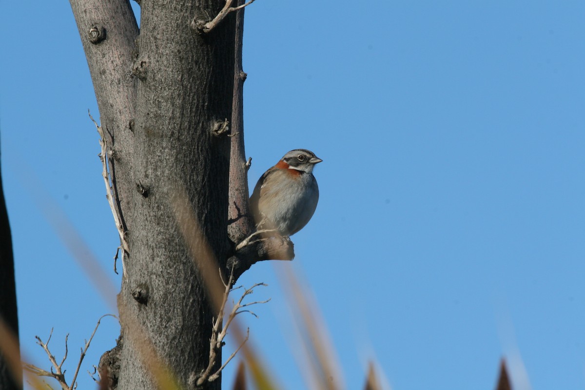 Rufous-collared Sparrow - ML617715379
