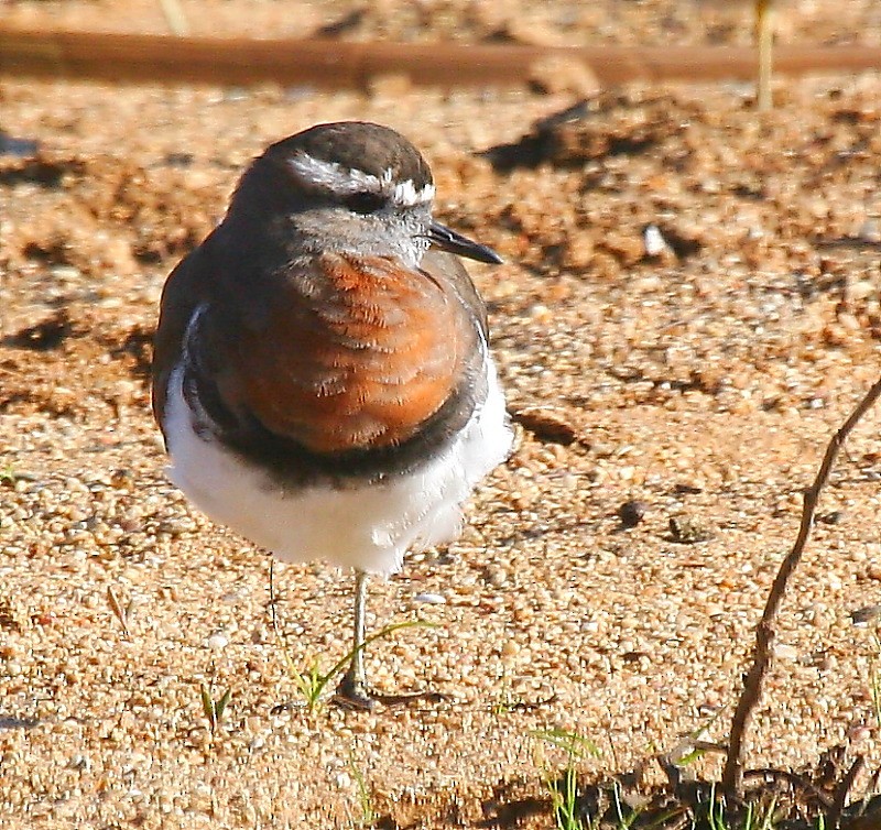 Rufous-chested Dotterel - ML617715411