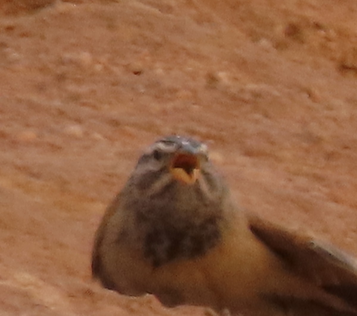 Striolated Bunting - ML617715428