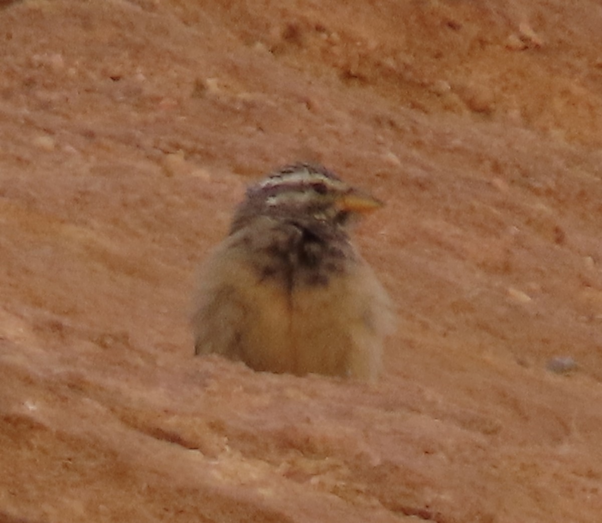 Striolated Bunting - ML617715429