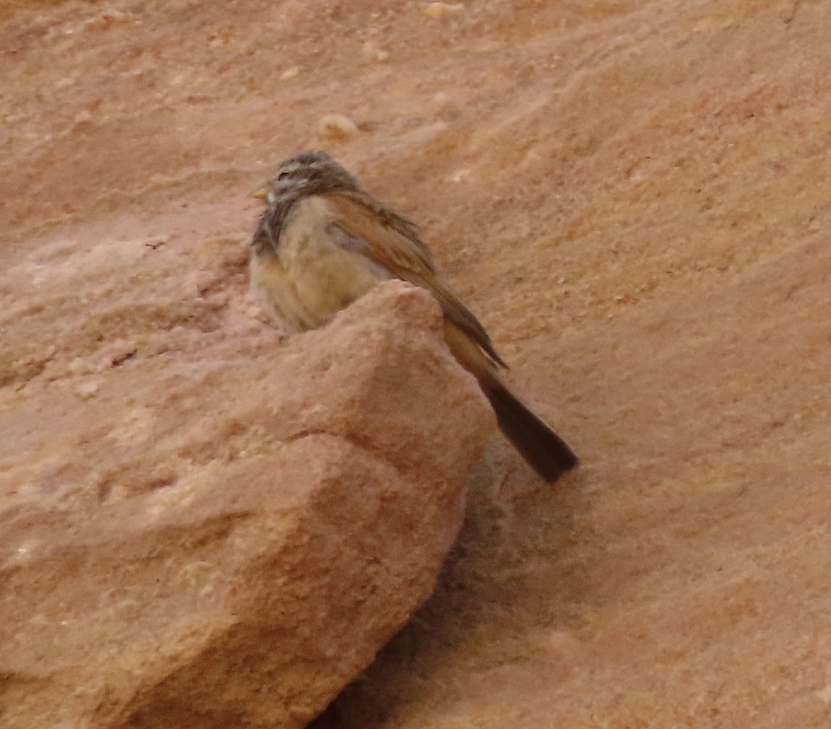 Striolated Bunting - ML617715430