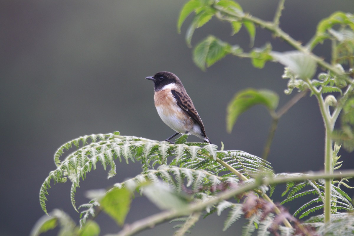 African Stonechat - ML617715515
