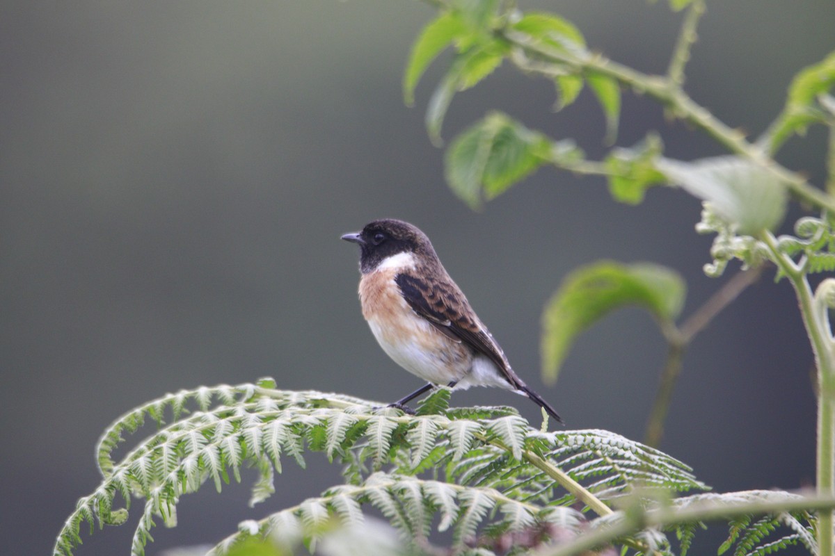 African Stonechat - ML617715516