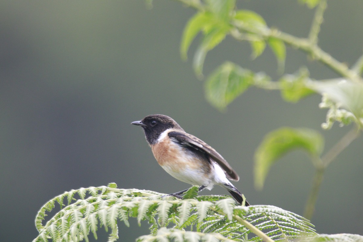 African Stonechat - ML617715517