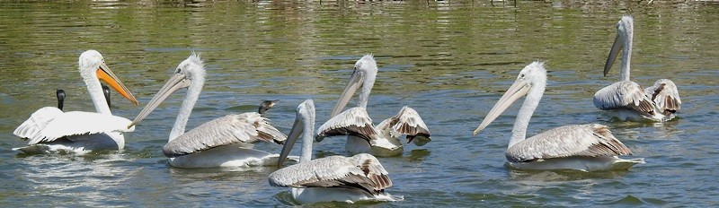 pelikán kadeřavý - ML617715520