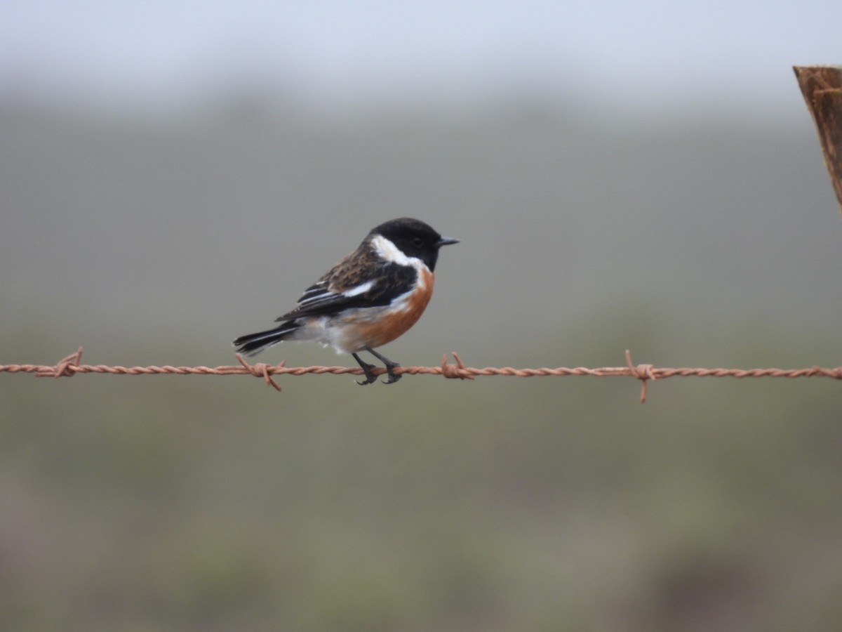African Stonechat - ML617715550