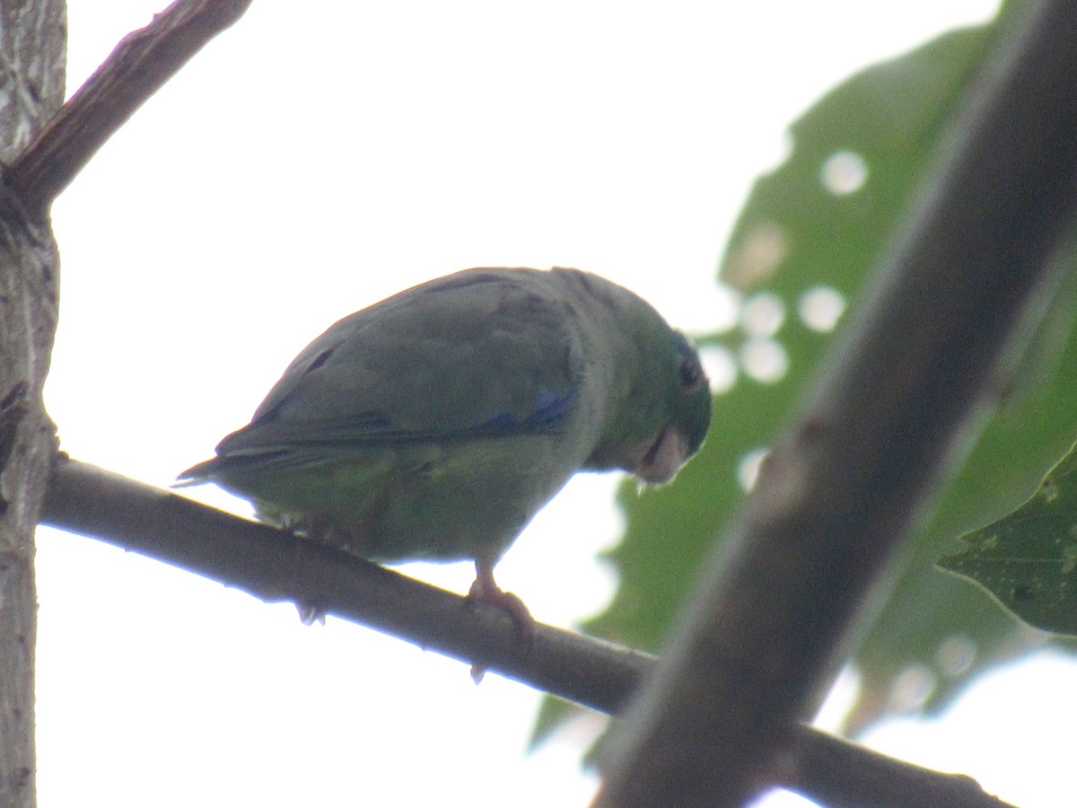 Spectacled Parrotlet - ML617715574