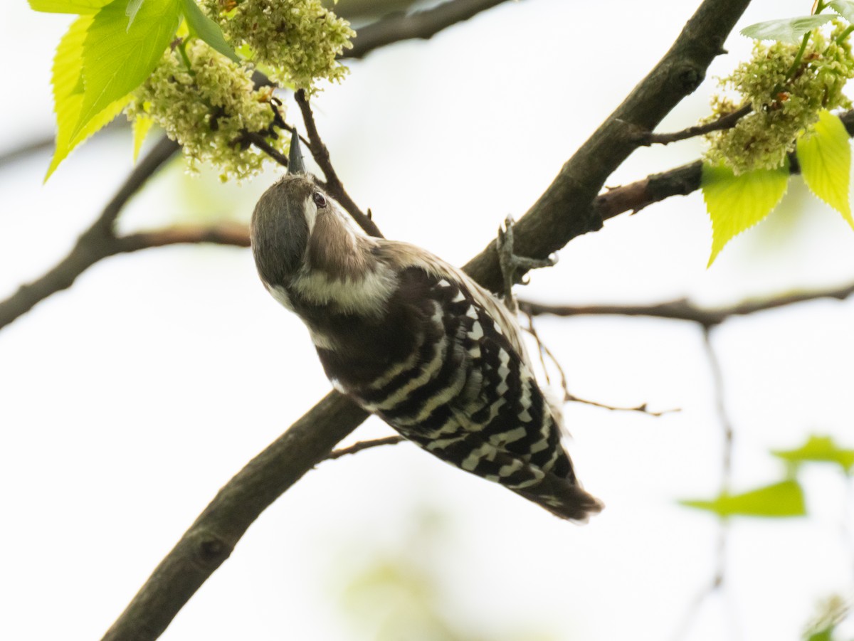 Japanese Pygmy Woodpecker - ML617715591