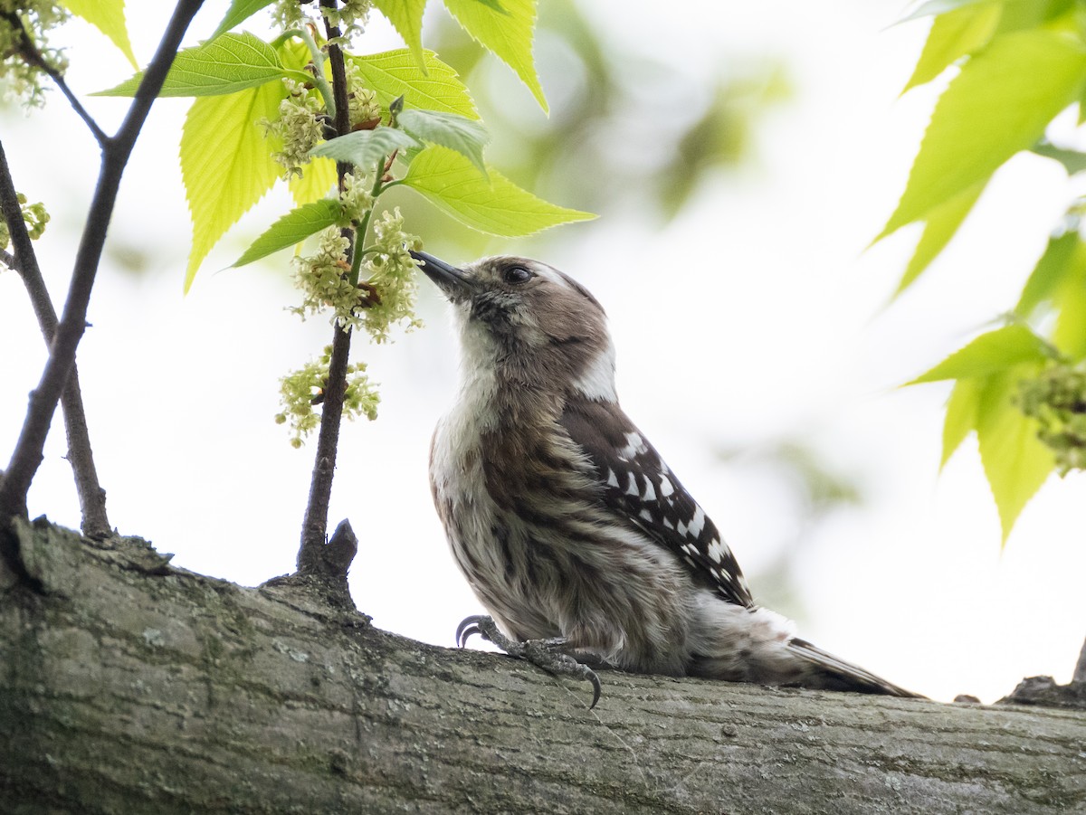 Japanese Pygmy Woodpecker - ML617715592