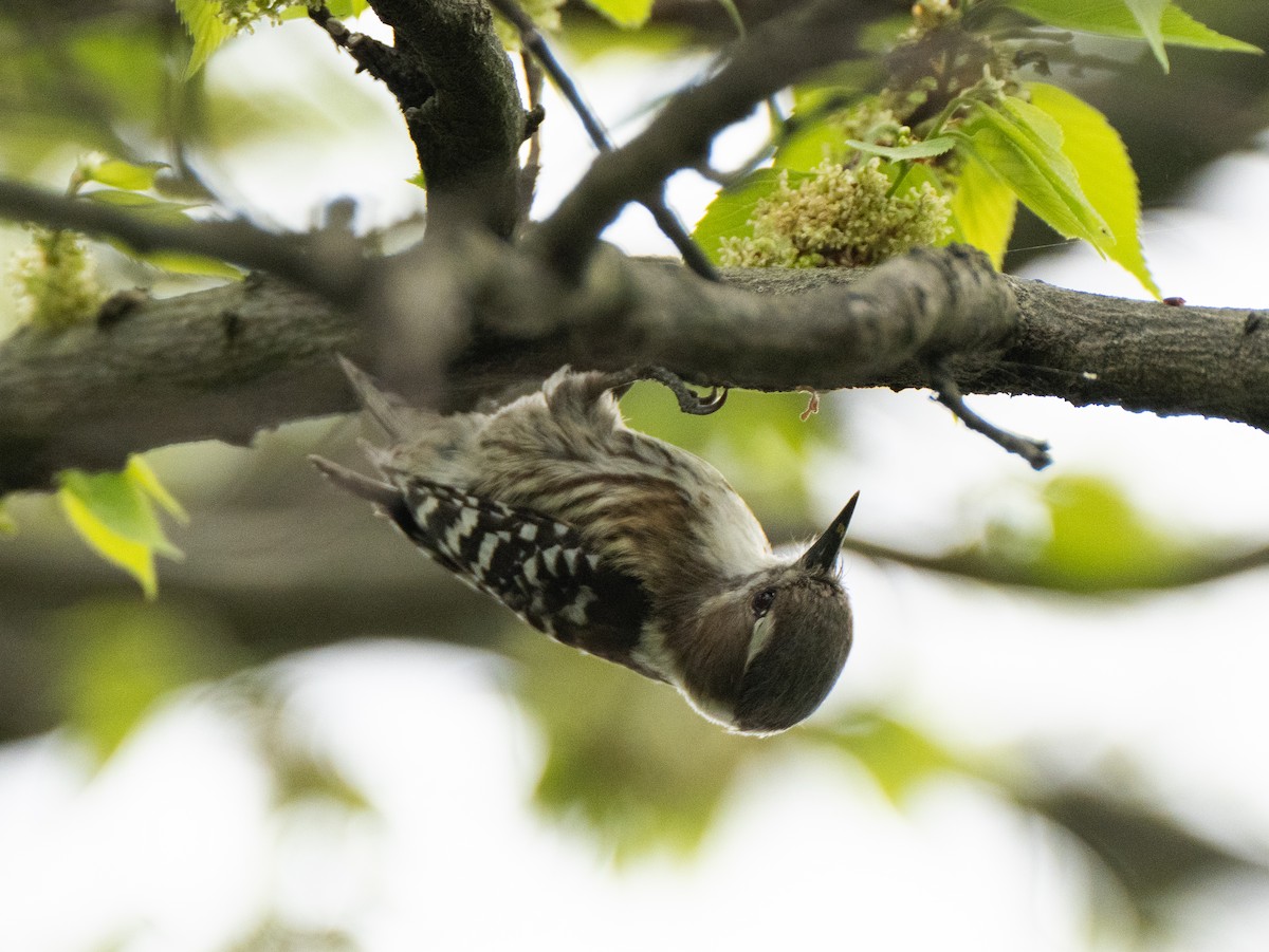 Japanese Pygmy Woodpecker - ML617715593