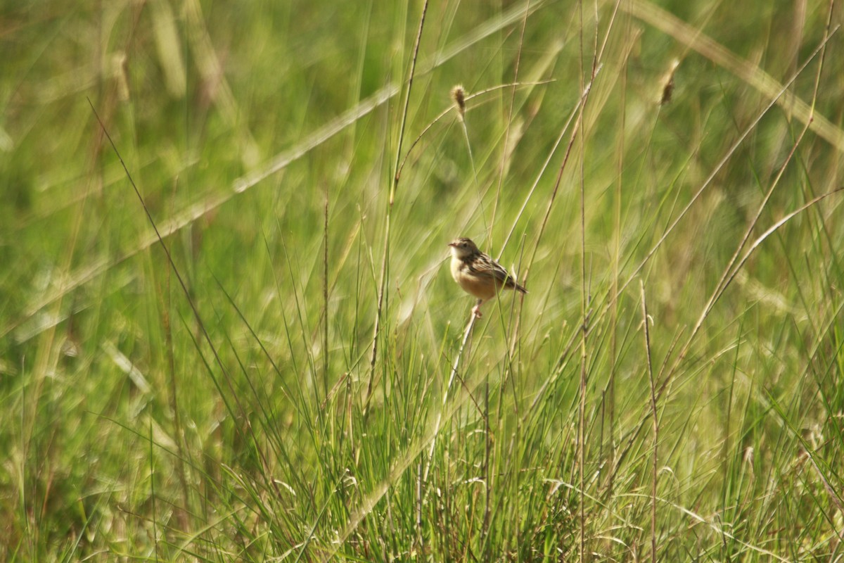 Wing-snapping Cisticola - ML617715695