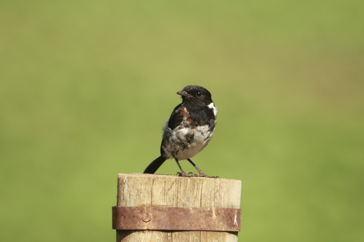 African Stonechat - ML617715709