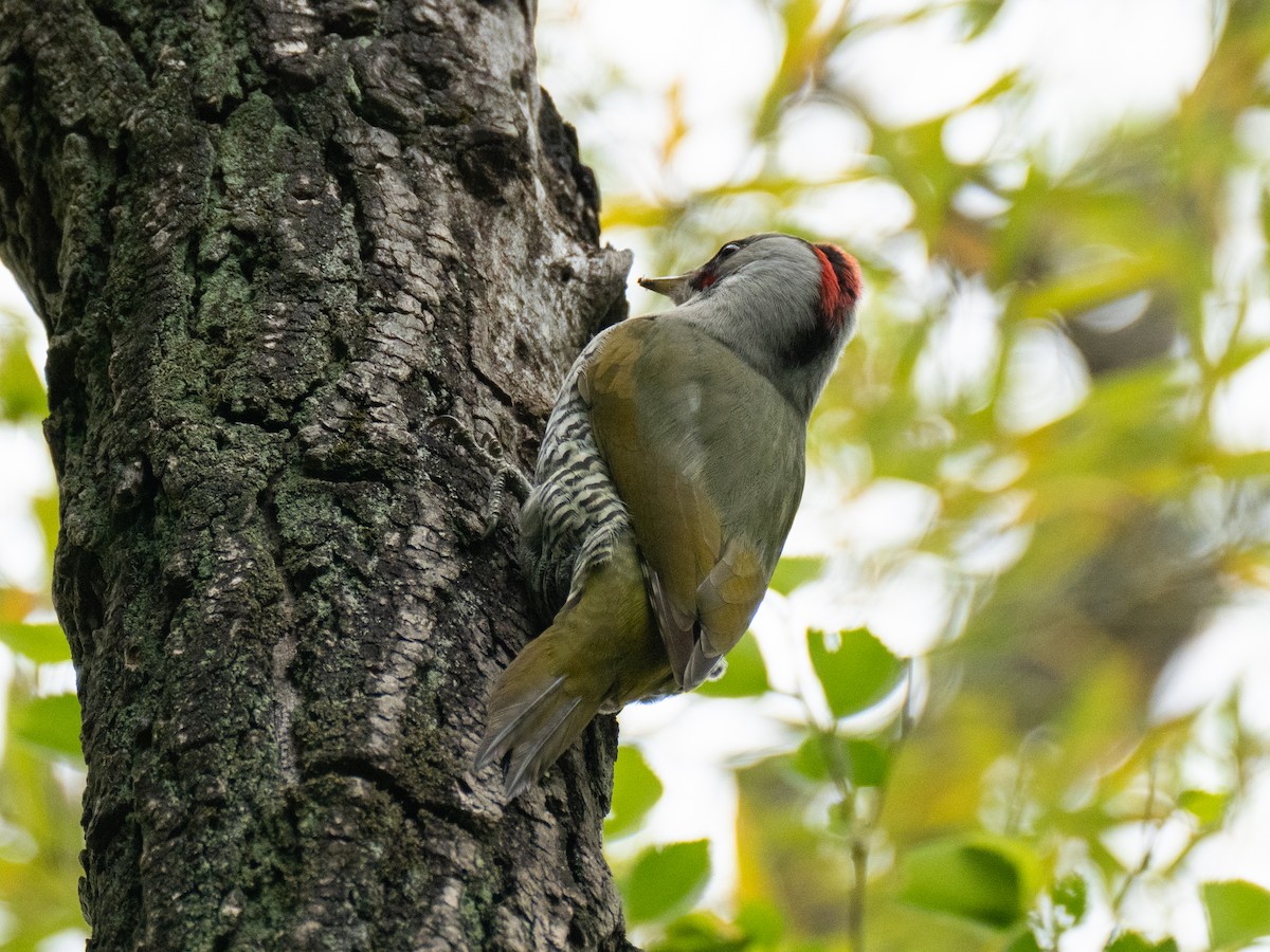 Japanese Woodpecker - ML617715720