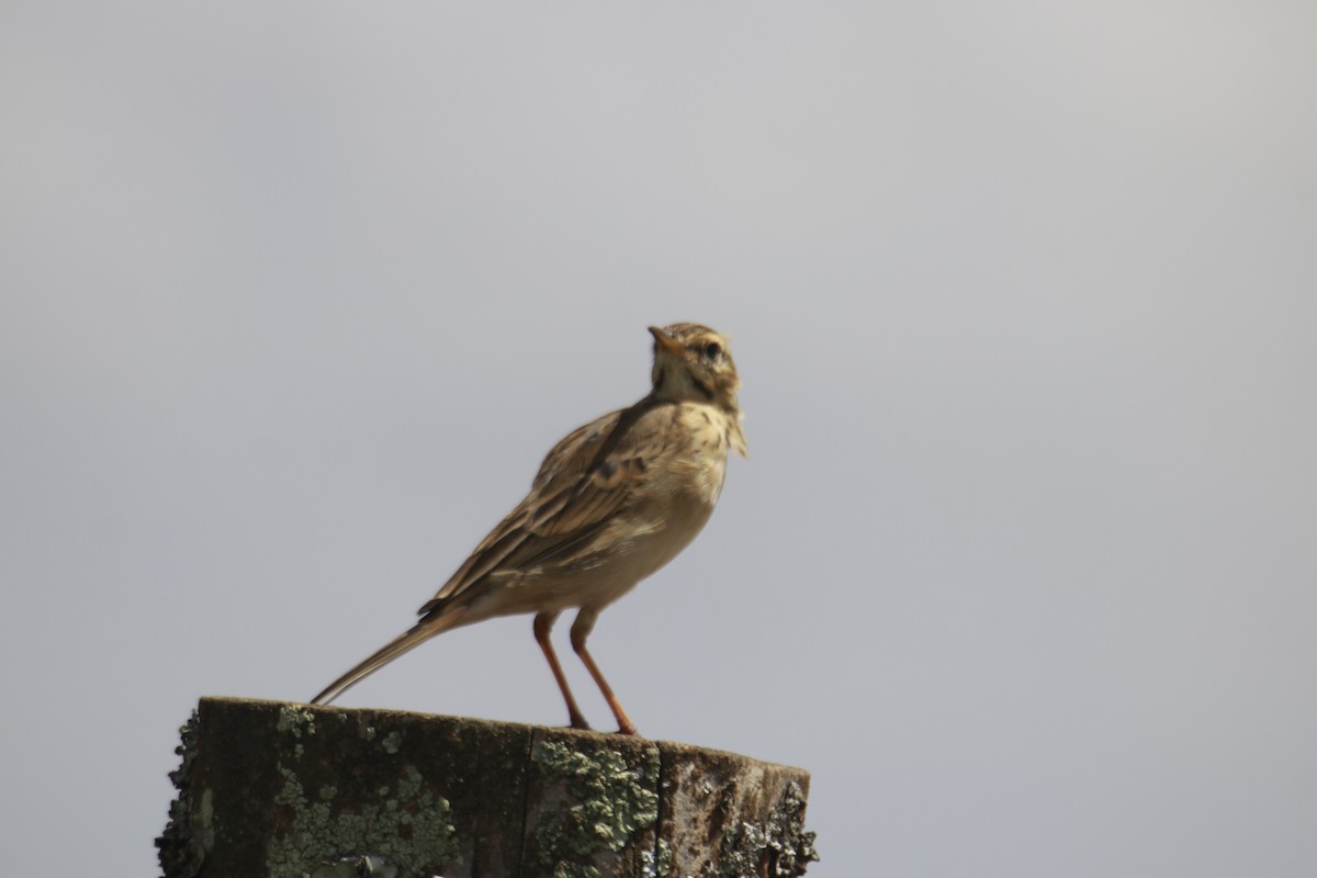African Pipit - ML617715724