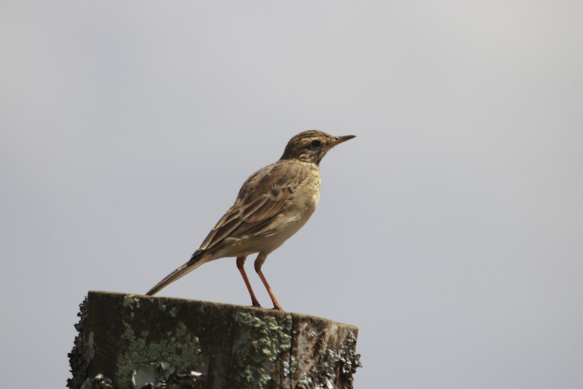 African Pipit - ML617715725