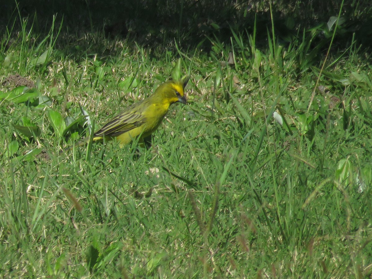 Yellow Cardinal - ML617715806