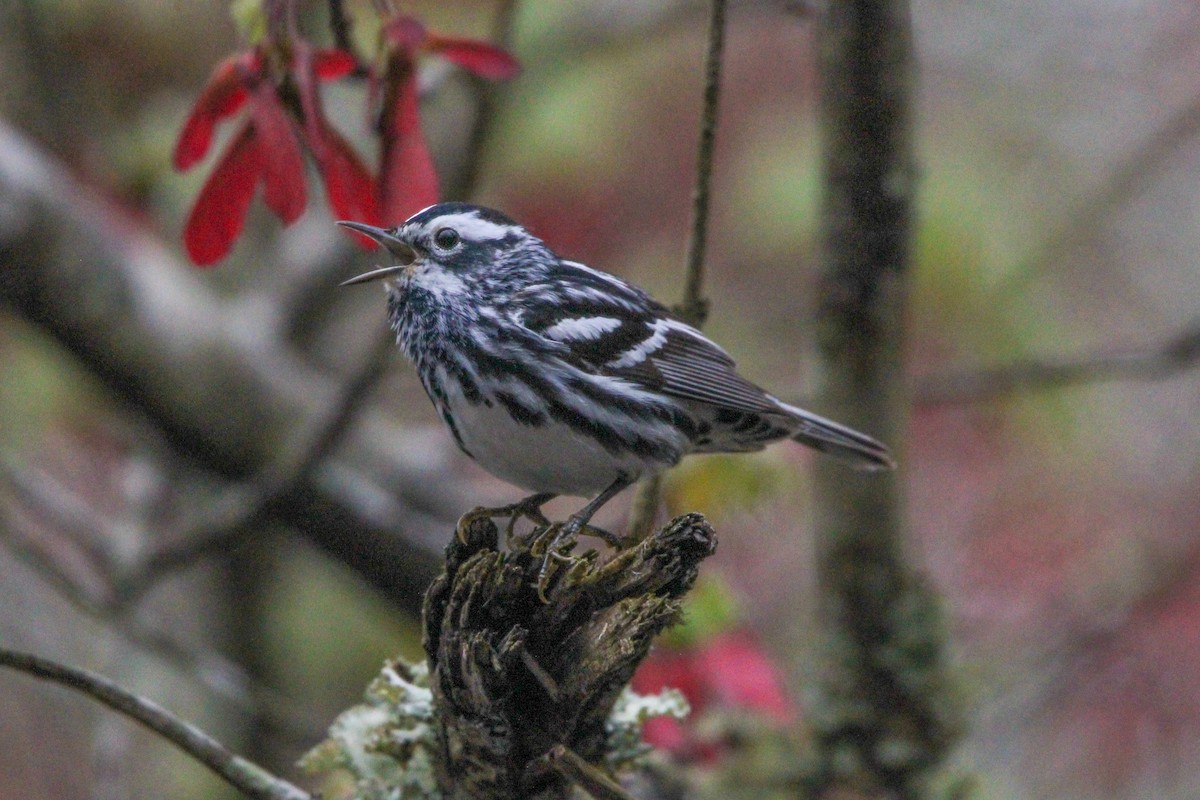 Black-and-white Warbler - ML617715861