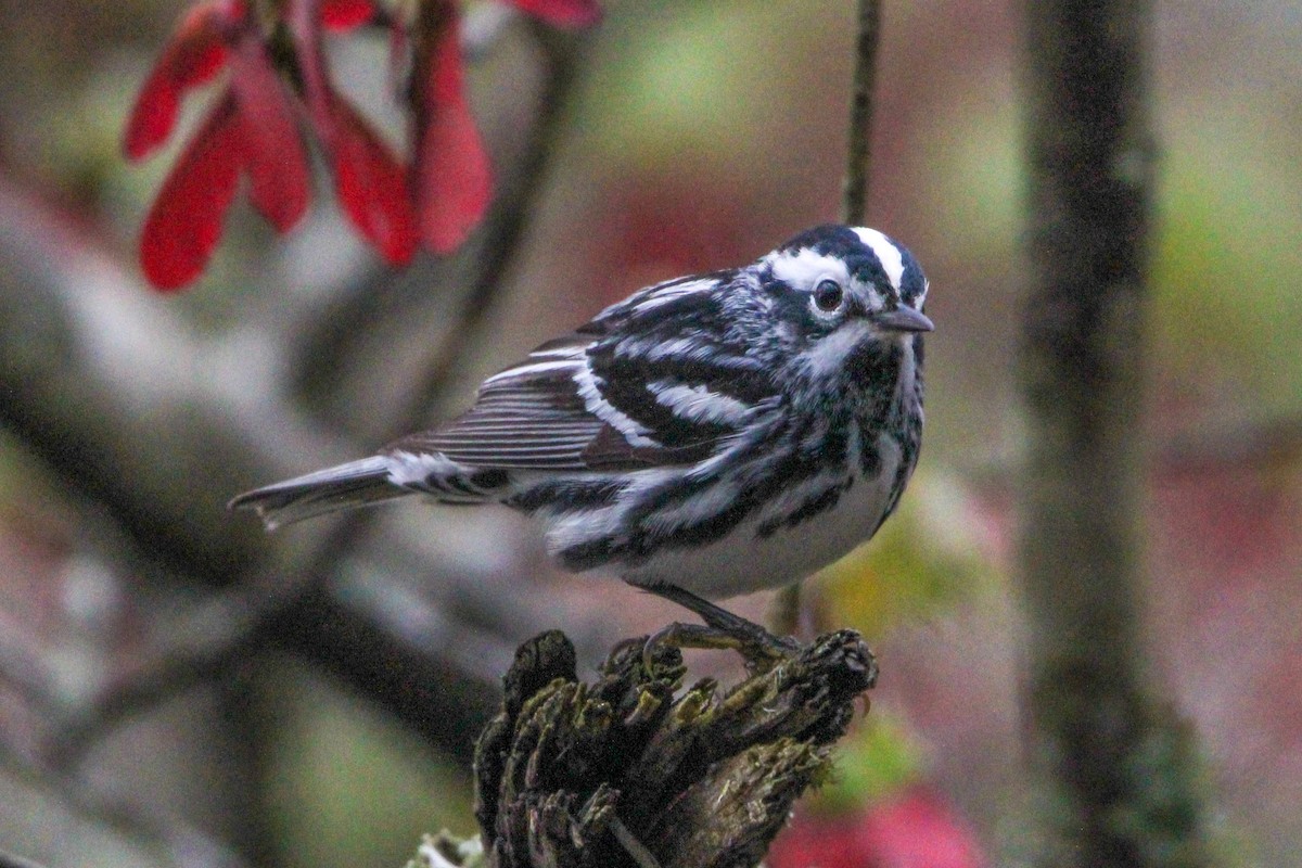 Black-and-white Warbler - ML617715862