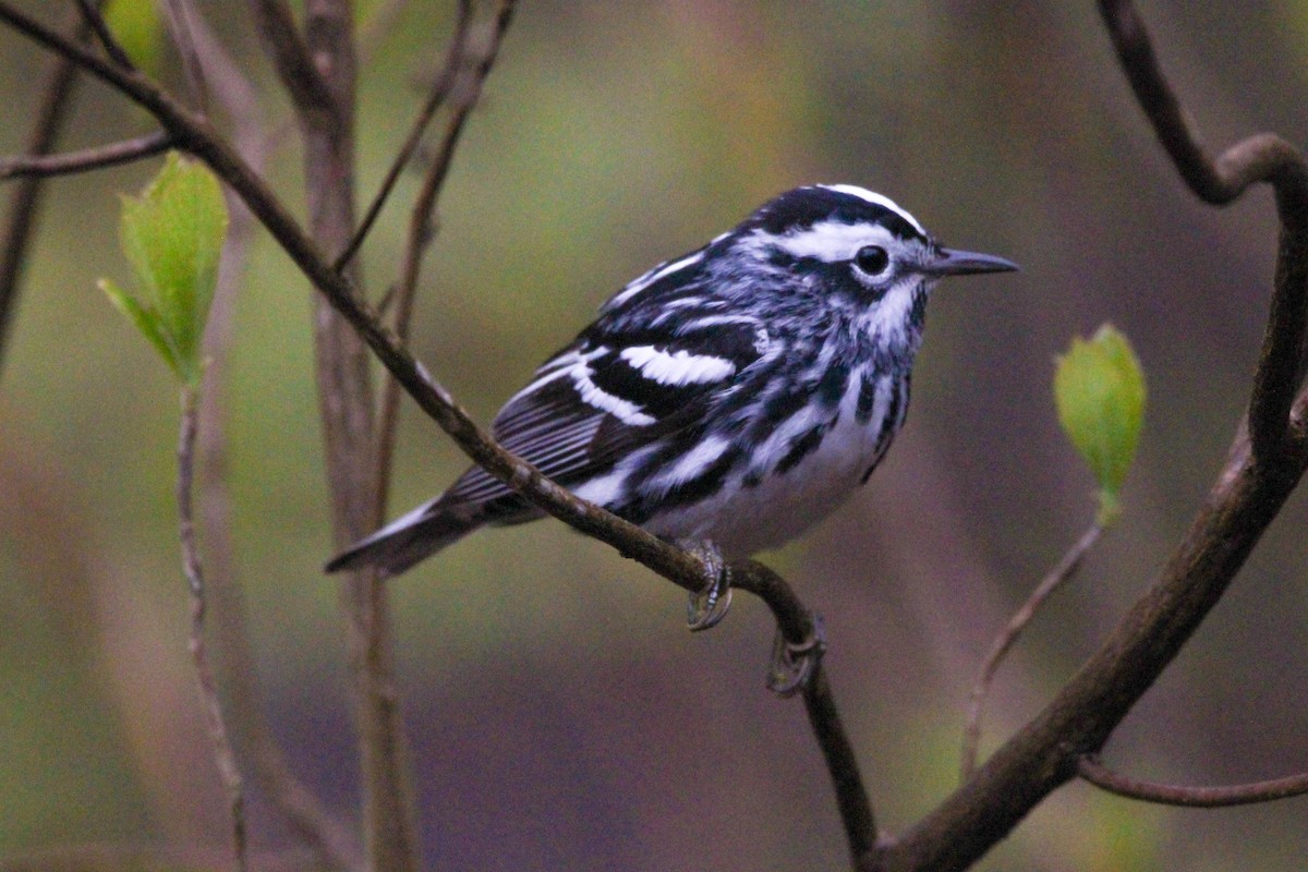 Black-and-white Warbler - ML617715863
