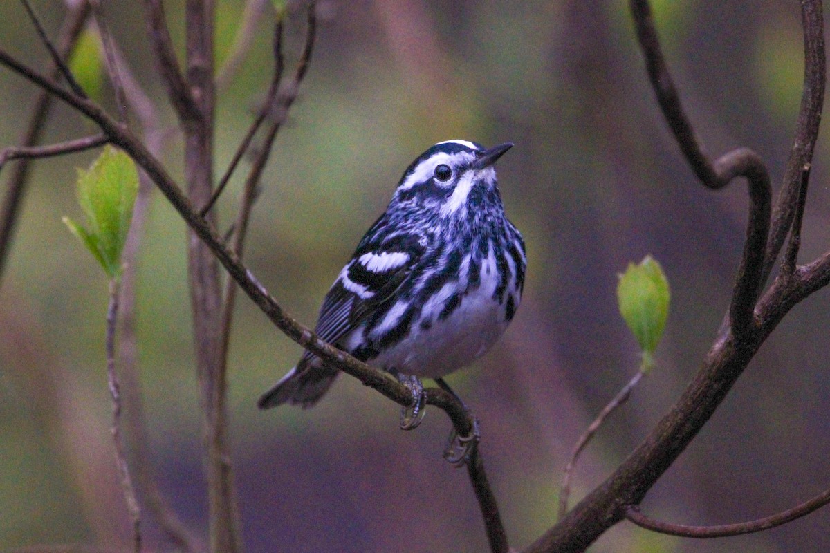 Black-and-white Warbler - ML617715864